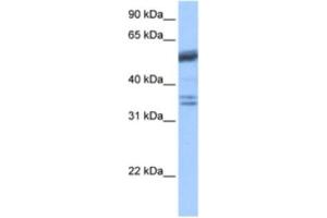 Western Blotting (WB) image for anti-Coilin (COIL) antibody (ABIN2463583) (Coilin anticorps)