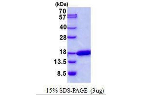 CDK2AP2 Protéine