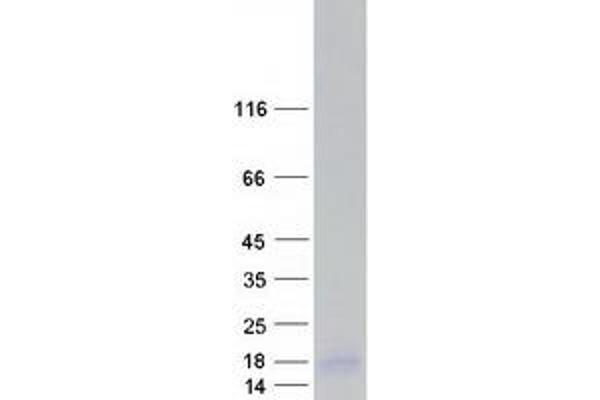 ELOF1 Protein (Myc-DYKDDDDK Tag)