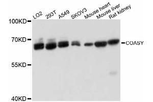 Western blot analysis of extracts of various cell lines, using COASY antibody. (COASY anticorps)
