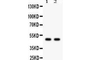 Observed bind size: 48KD (JNK2 anticorps  (Middle Region))
