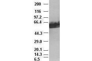 c-myc antibody (1A6) at 1:2000 with HeLa lysates (c-MYC anticorps)