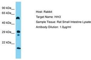 Image no. 1 for anti-Histamine Receptor H3 (HRH3) (AA 122-171) antibody (ABIN6750473) (HRH3 anticorps  (AA 122-171))