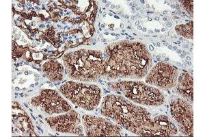 Immunohistochemical staining of paraffin-embedded Human Kidney tissue using anti-ENPEP mouse monoclonal antibody. (ENPEP anticorps)