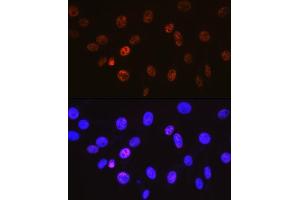 Immunofluorescence analysis of NIH-3T3 cells using Cyclin H Rabbit mAb (ABIN7266569) at dilution of 1:100 (40x lens). (Cyclin H anticorps)