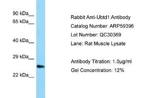 Western Blotting (WB) image for anti-Ubiquitin Domain Containing 1 (UBTD1) (C-Term) antibody (ABIN971974) (UBTD1 anticorps  (C-Term))