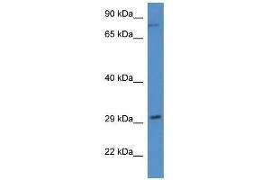 Western Blot showing Rad21 antibody used at a concentration of 1. (RAD21 anticorps  (N-Term))