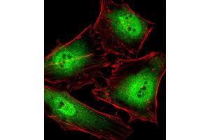Fluorescent image of Hela cells stained with POLR2C Antibody (C-term) B. (POLR2C anticorps  (C-Term))