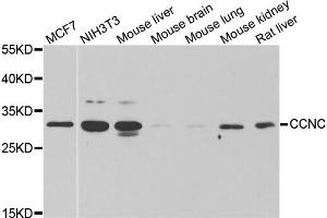 Western blot analysis of extracts of various cell lines, using CCNC antibody. (Cyclin C anticorps)