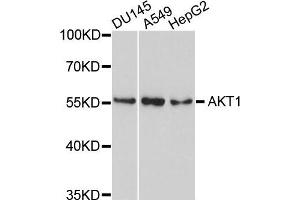 Western blot analysis of extracts of various cells, using AKT1 antibody. (AKT1 anticorps)