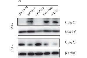 Western Blotting (WB) image for anti-Cytochrome C, Somatic (CYCS) (AA 51-105) antibody (ABIN723590)