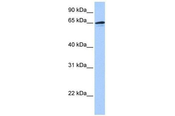 ZNF417 anticorps  (N-Term)