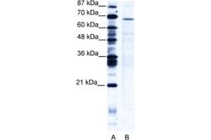 Western Blotting (WB) image for anti-PC4 and SFRS1 Interacting Protein 1 (PSIP1) antibody (ABIN2461014) (PSIP1 anticorps)