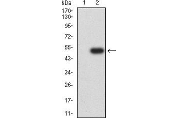 ATRX anticorps  (AA 2311-2492)