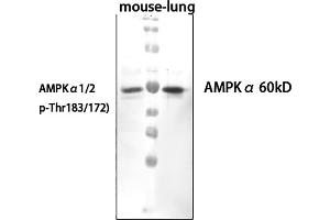 Western Blot analysis of mouse lung cells using primary antibody diluted at 1:1000 (4 °C overnight). (PRKAA1/PRKAA2 anticorps  (pThr172, pThr183))