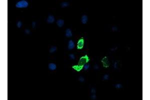 Anti-ENPEP mouse monoclonal antibody (ABIN2455387) immunofluorescent staining of COS7 cells transiently transfected by pCMV6-ENTRY ENPEP (RC210521). (ENPEP anticorps)