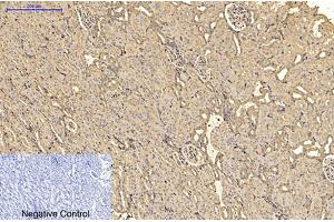 Immunohistochemical analysis of paraffin-embedded rat kidney tissue. (alpha-SMA anticorps)