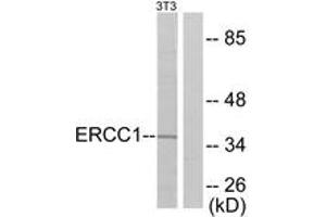 Western Blotting (WB) image for anti-Excision Repair Cross Complementing Polypeptide-1 (ERCC1) (AA 141-190) antibody (ABIN2889192) (ERCC1 anticorps  (AA 141-190))