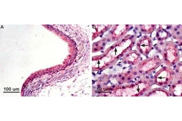 Aquaporin 7 anticorps  (Intracellular, N-Term)