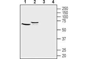 Western blot analysis of mouse (lanes 1 and 3) and rat (lanes 2 and 4) kidney lysates: - 1,2. (FZD1 anticorps  (Extracellular, N-Term))