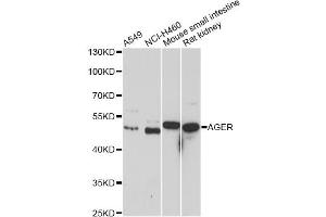 Western blot analysis of extracts of various cell lines, using AGER antibody (ABIN5970649) at 1/1000 dilution. (RAGE anticorps)