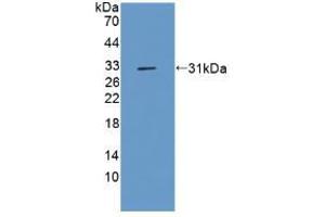 Western blot analysis of recombinant Rat CFLAR. (FLIP anticorps  (AA 43-281))