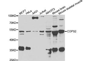 Western blot analysis of extracts of various cell lines, using COPS2 antibody. (COPS2 anticorps)