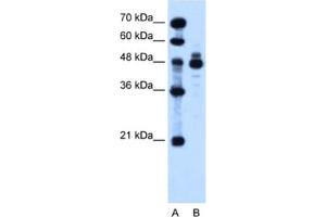 Western Blotting (WB) image for anti-Indian Hedgehog (IHH) antibody (ABIN2462836) (Indian Hedgehog anticorps)