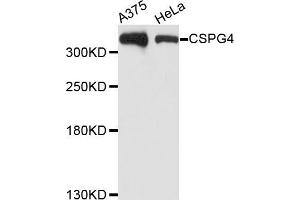 Western blot analysis of extracts of various cell lines, using CSPG4 antibody (ABIN5971860) at 1/1000 dilution. (NG2 anticorps)