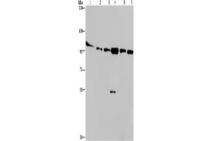 Western Blotting (WB) image for anti-Protein Kinase D3 (PRKD3) antibody (ABIN2432017) (PRKD3 anticorps)