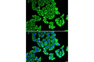 Immunofluorescence (IF) image for anti-Nucleolar Protein 3 (Apoptosis Repressor with CARD Domain) (NOL3) antibody (ABIN1980335) (NOL3 anticorps)