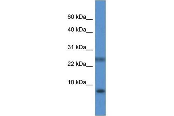 PRAC anticorps  (N-Term)