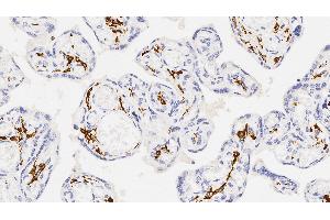 Human placenta: immunohistochemical staining for CD163. (CD163 anticorps  (N-Term))