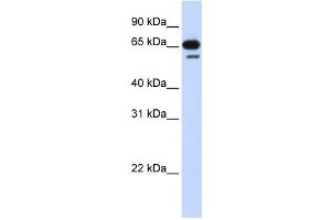 Western Blotting (WB) image for anti-R3H Domain Containing 2 (R3HDM2) antibody (ABIN2459852) (R3HDM2 anticorps)