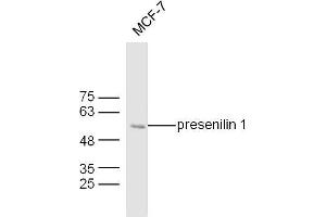 MCF7 lysates probed with Mouse Anti-presenilin 1 Polyclonal Antibody, Unconjugated  at 1:300 overnight at 4˚C. (Presenilin 1 anticorps  (AA 299-350))