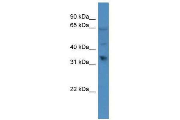 OR1D2 anticorps  (C-Term)