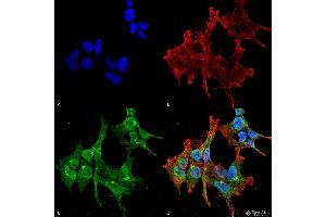 Immunocytochemistry/Immunofluorescence analysis using Mouse Anti-Piccolo Monoclonal Antibody, Clone 6H9-B6 . (Piccolo anticorps  (PE))