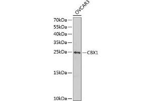 Western blot analysis of extracts of OVCAR-3 cells, using CBX1 antibody (ABIN1512680, ABIN3023224, ABIN3023225 and ABIN6219469) at 1:1000 dilution. (CBX1 anticorps  (AA 1-185))