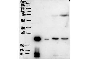 Western blot testing of secretions from human primary airway cells in culture (lanes 1 and 2), and in human bronchoalveolar lavage fluid (lanes 3 and 4) with PLUNC antibody at 2ug/ml. (BPIFA1 anticorps)
