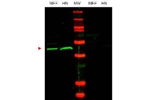 Image no. 1 for anti-POU Class 5 Homeobox 1 (POU5F1) (Internal Region) antibody (ABIN401447) (OCT4 anticorps  (Internal Region))