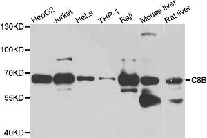 Western blot analysis of extracts of various cell lines, using C8B antibody. (C8B anticorps)