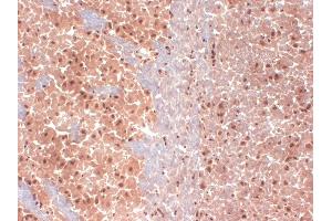 IHC analysis of HCN1 in frozen sections of mouse brain extract using HCN1 antibody. (HCN1 anticorps  (AA 778-910) (Biotin))
