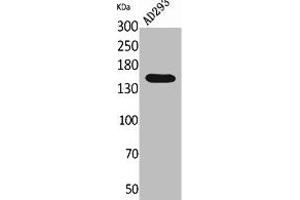 Western Blot analysis of AD293 cells using NTE Polyclonal Antibody. (PNPLA6 anticorps  (Internal Region))