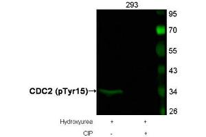 Western blot analysis of extracts from 293 cells, treated with Hydroxyurea or calf intestinal phosphatase (CIP), using CDC2 (Phospho-Tyr15) Antibody. (CDK1 anticorps  (pTyr15))