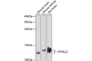 Western blot analysis of extracts of various cell lines, using DYNLL2 antibody (ABIN6130319, ABIN6139894, ABIN6139896 and ABIN6218050) at 1:3000 dilution. (DYNLL2 anticorps  (AA 1-89))