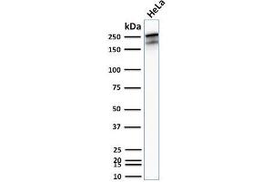 Western Blotting (WB) image for anti-Spectrin, Beta, Non-erythrocytic 2 (SPTBN2) (AA 356-475) antibody (ABIN6940656)