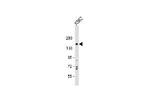 Anti-PHL Antibody (N-term) at 1:1000 dilution + K562 whole cell lysate Lysates/proteins at 20 μg per lane. (PHLPP1 anticorps  (N-Term))