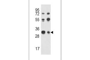 Western blot analysis of RPA43 Antibody in Jurkat,K562 cell line lysates (35ug/lane) (TWIST Neighbor anticorps  (C-Term))