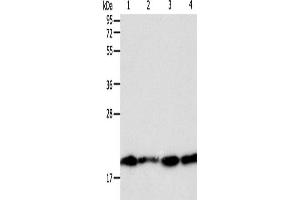 Western Blotting (WB) image for anti-Second Mitochondria-Derived Activator of Caspase (DIABLO) antibody (ABIN2428718) (DIABLO anticorps)