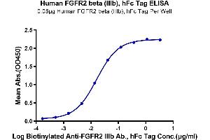 Immobilized Human FGFR2 beta (IIIb), hFc Tag at 0. (FGFR2 beta (AA 152-378) protein (Fc Tag))